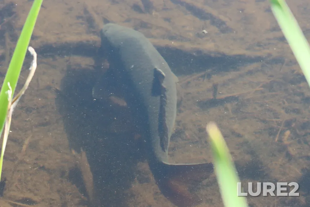 Carp — Vaseux Lake, Jun 09, 2025, 4:40 PM
