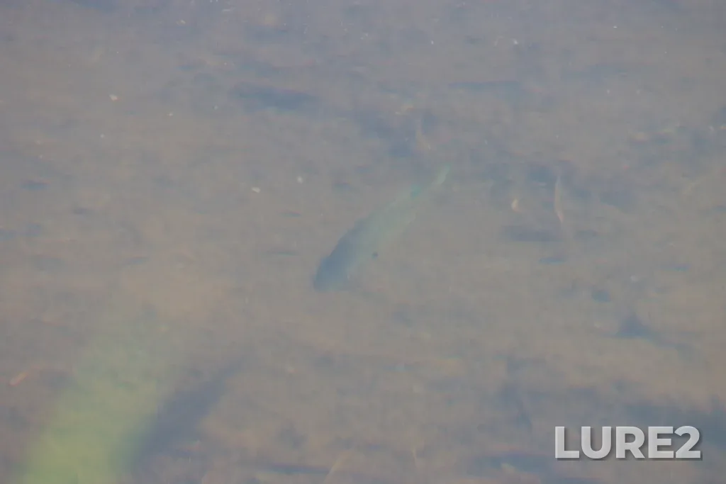 Bluegill — Vaseux Lake, Jun 09, 2025, 4:41 PM
