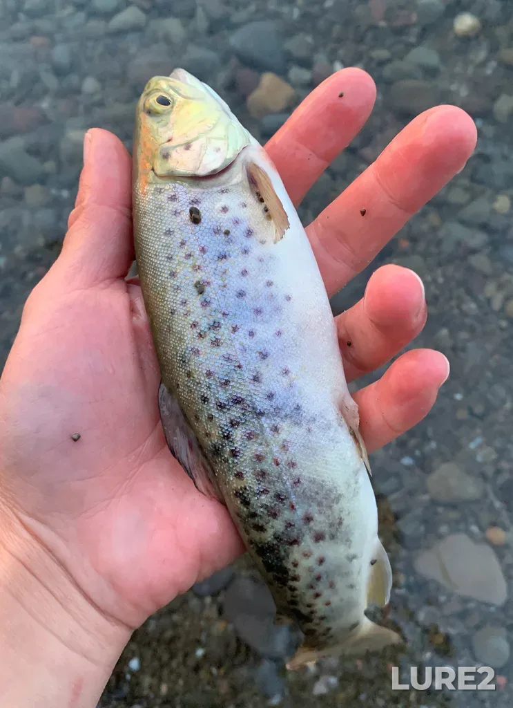 Brown trout — Four Mile Creek, Jun 12, 2025, 8:54 PM