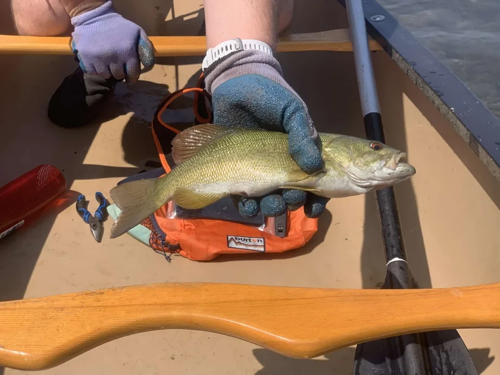 Smallmouth bass — Daisy Lake, Jun 15, 2025