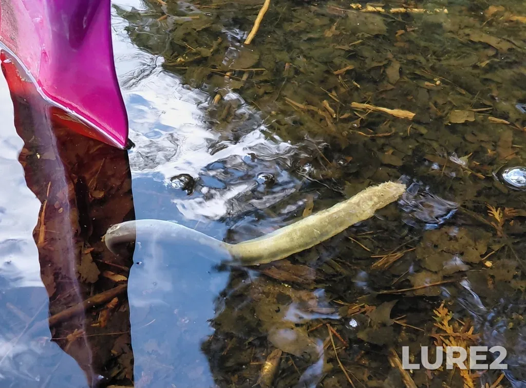 European eel — Oak Bay, Jun 15, 2025, 3:25 PM