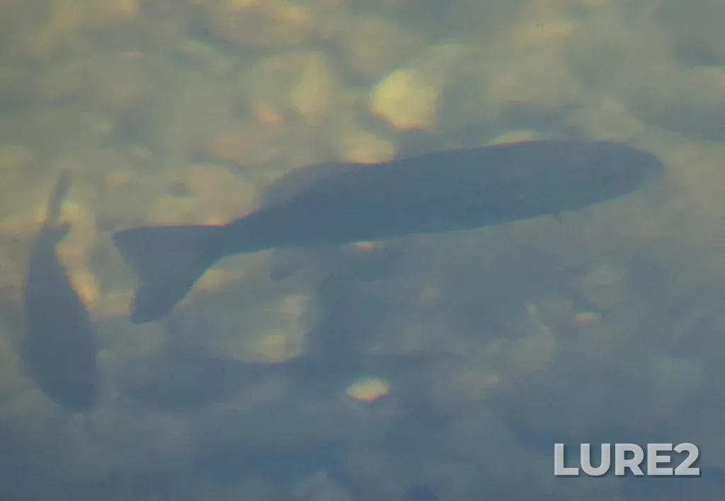 Smallmouth bass — Okanogan River, Jun 14, 2025, 11:36 AM