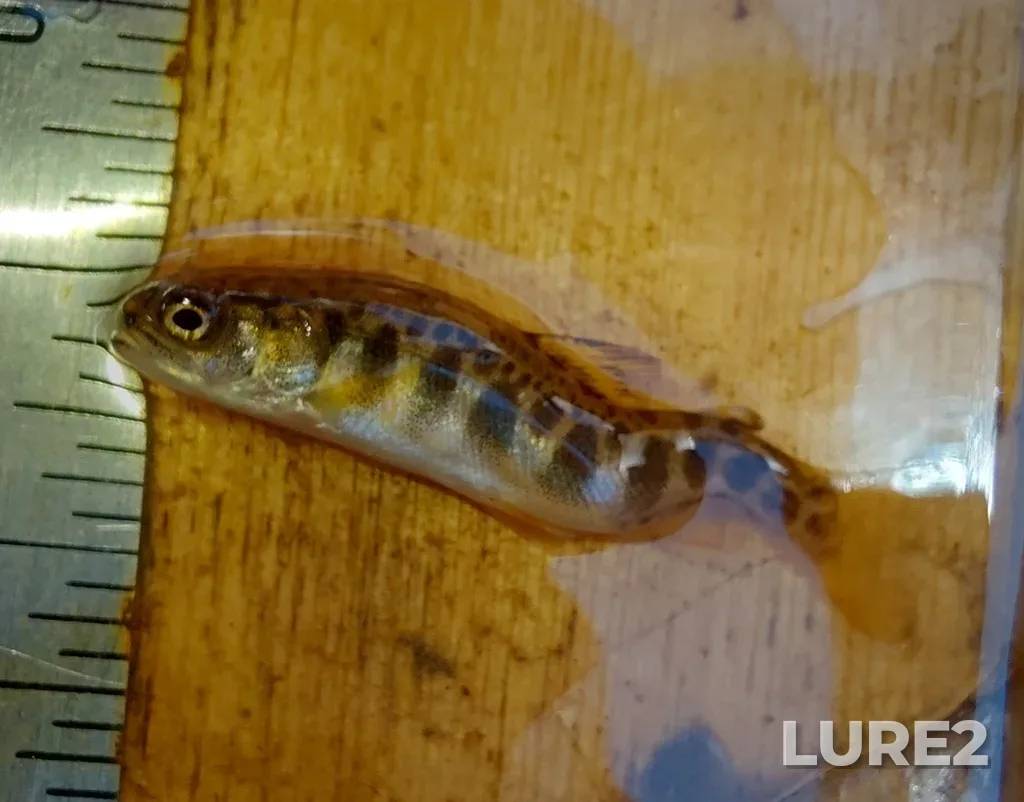 Brook trout — Digdeguash River, Jun 16, 2025, 1:47 PM