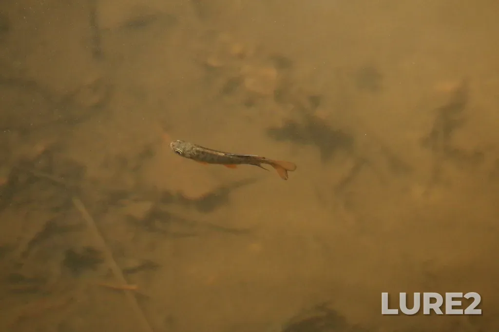 Coho salmon — Puntledge River, Jun 15, 2025, 12:29 PM