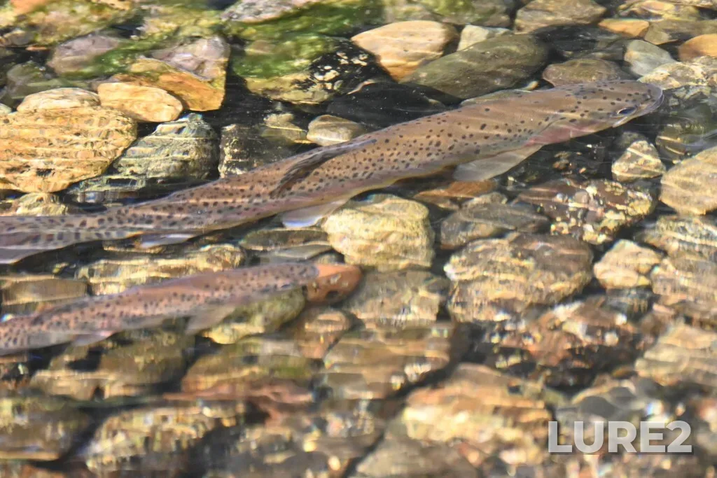 Rainbow trout — McLean Lake, Jun 16, 2025, 7:16 PM