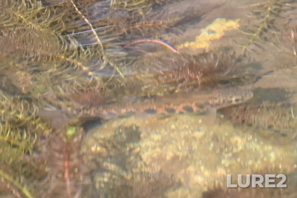 Rainbow trout — McLean Lake, Jun 16, 2025, 7:17 PM