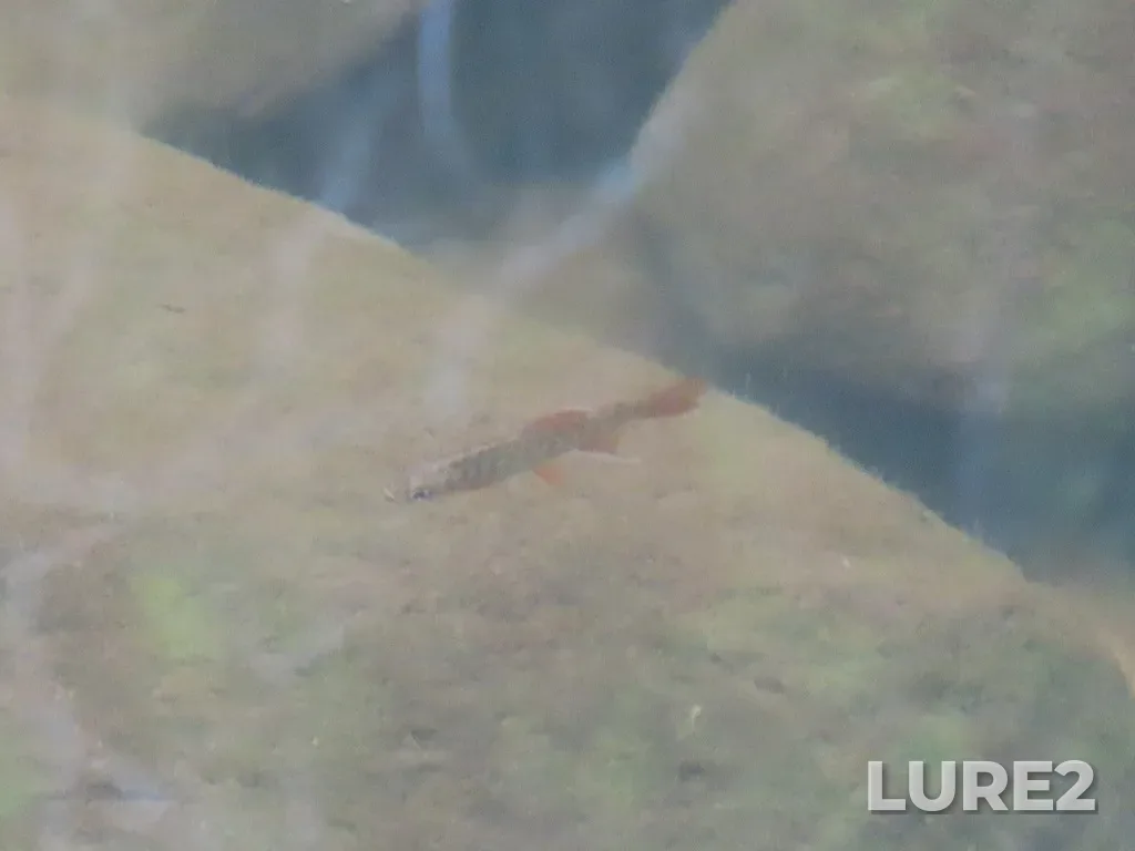 Coho salmon — Prior Lake, Jun 17, 2025, 3:04 PM