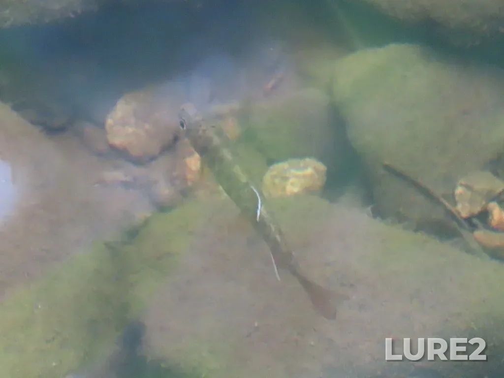 Coho salmon — Prior Lake, Jun 17, 2025, 3:05 PM