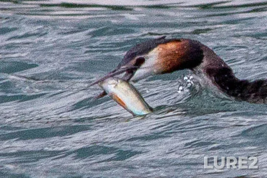 Perch — Bolshoy Kuskovskiy, Jun 17, 2025, 3:42 PM