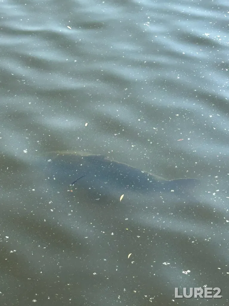 Carp — Dow's Lake, Jun 20, 2025, 5:43 PM