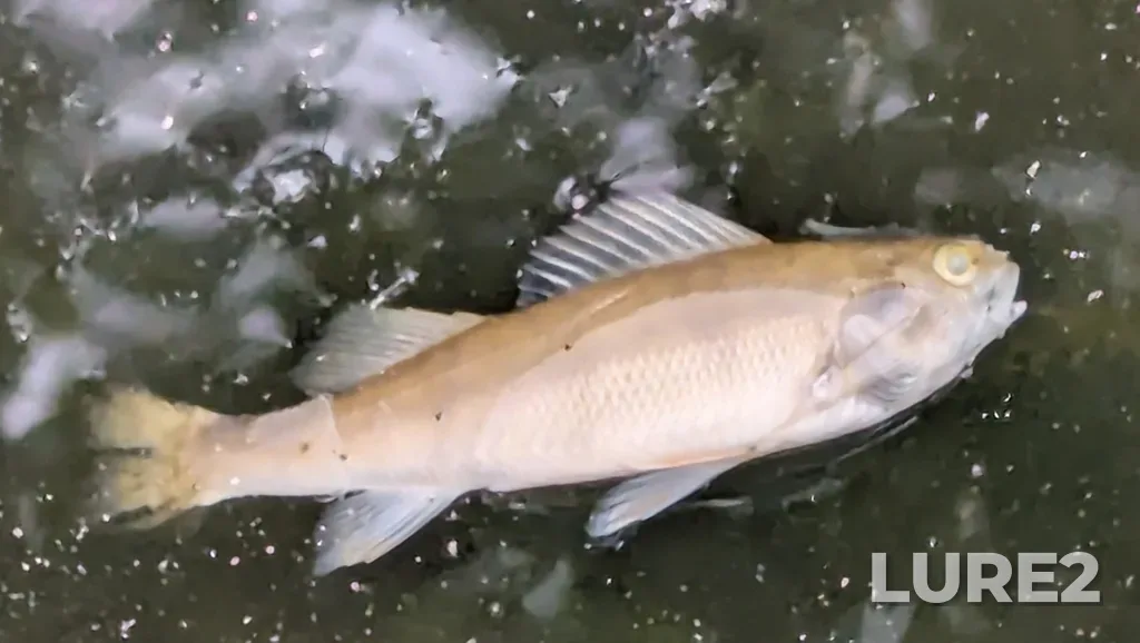 Yellow perch — Mud Lake, Jun 22, 2025, 10:05 AM