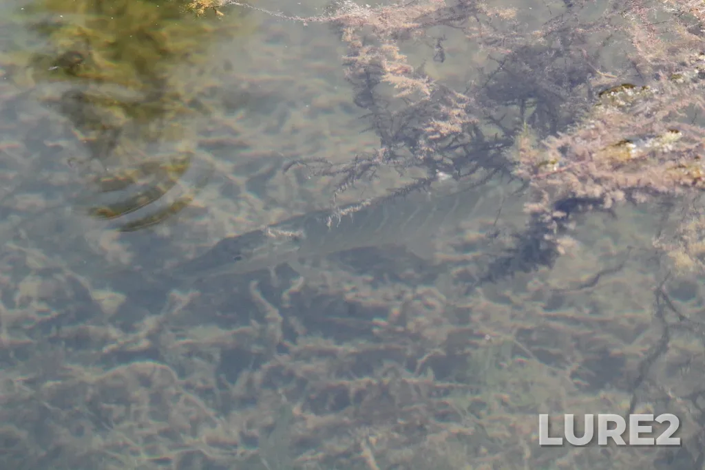 Pike — Elbow River, Jun 08, 2025, 11:41 AM