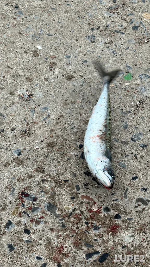 Atlantic mackerel — Norris Cove, Jun 23, 2025, 7:58 PM