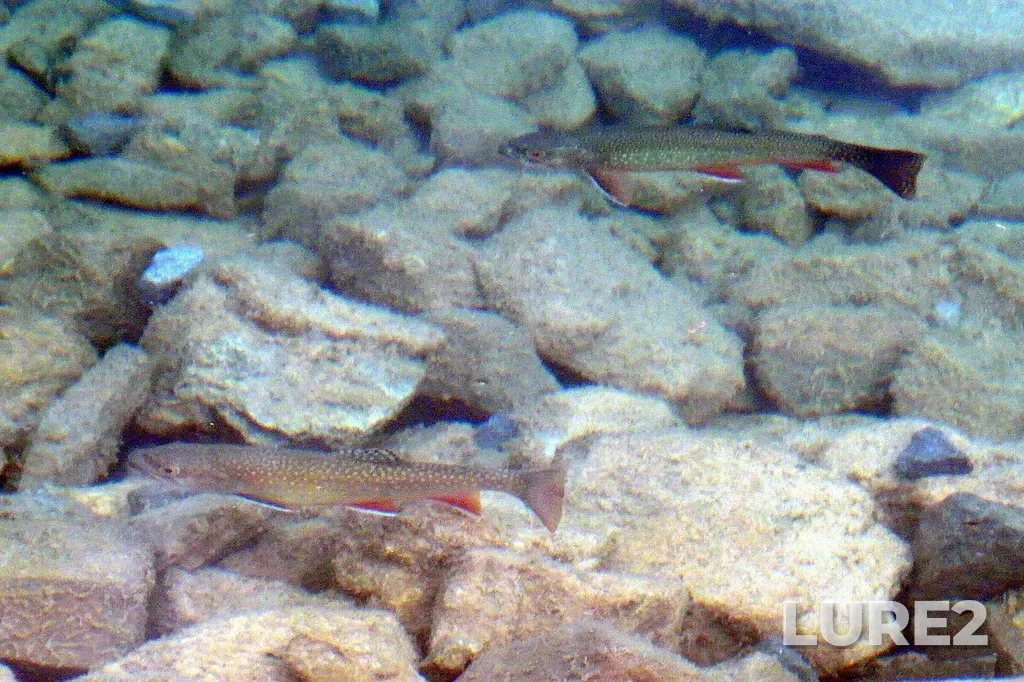 Brook trout — Elbow Lake, Jul 14, 2019, 4:56 PM