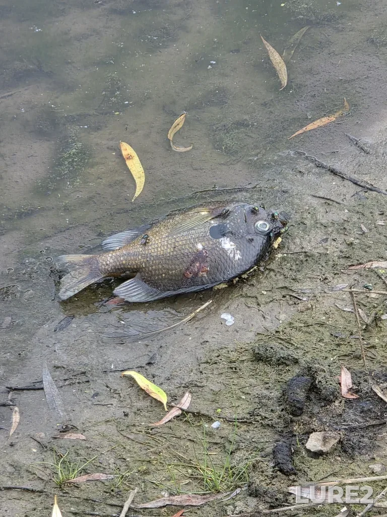 Bluegill — Kettle Creek, Jun 25, 2025, 7:30 PM