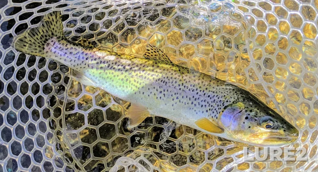 Cutthroat trout — Gold Creek, Jul 21, 2019, 12:18 PM