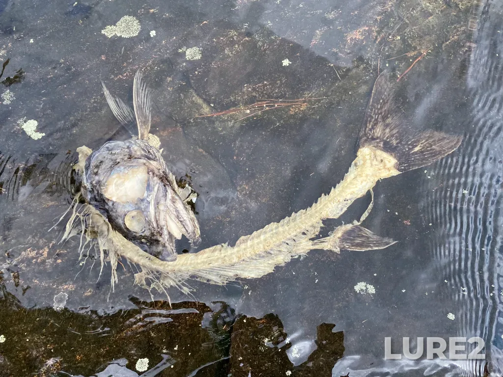 Lake trout — Biggar Lake, Jun 23, 2025, 10:43 AM