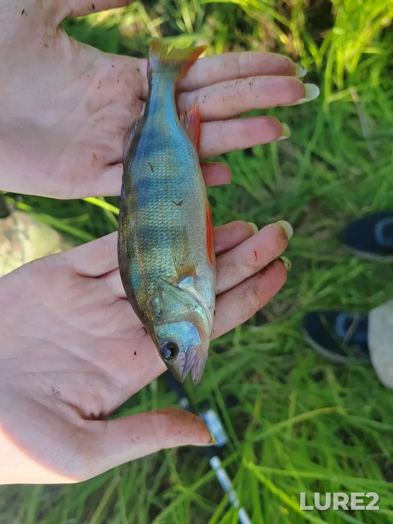 Perch — Tomskaya obl., Rossiya, 636854, Jun 27, 2025, 5:43 PM