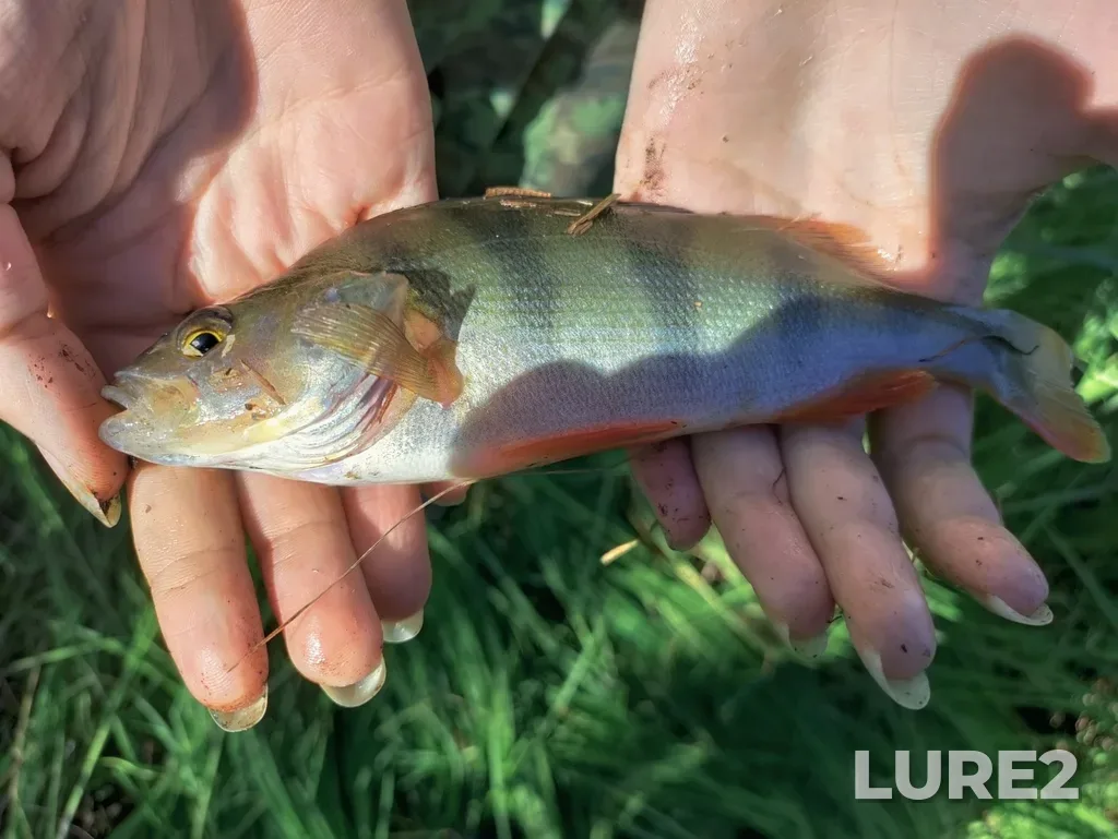 Perch — Zyryanskiy rayon, RU-TO, RU, Jun 27, 2025, 4:43 PM