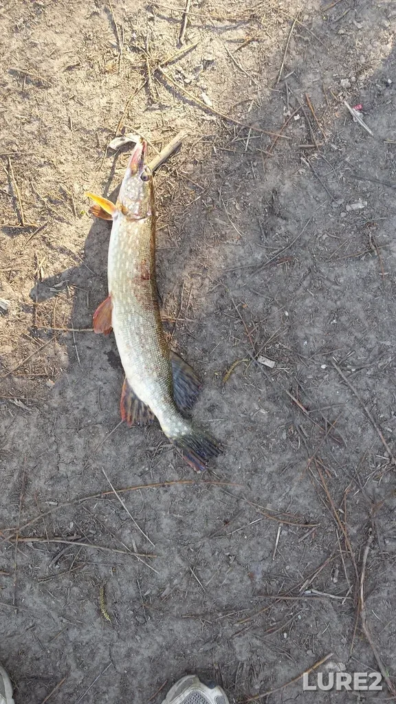 Pike — Bittsa, Apr 25, 2014, 6:15 PM