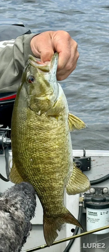 Smallmouth bass — Lake Huron, Jun 29, 2025, 11:05 AM