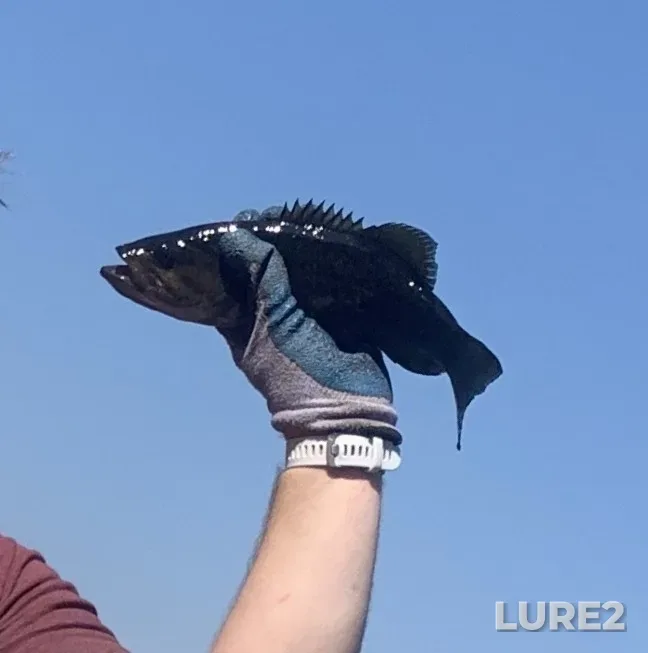 Smallmouth bass — Burnt Lake, Jun 29, 2025, 10:15 AM