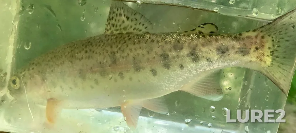 Rainbow trout — Lake Erie, Jul 23, 2019, 11:04 AM