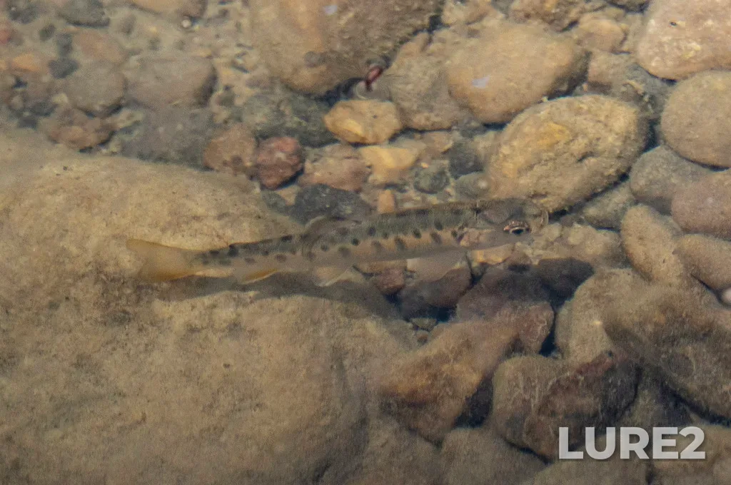 Rainbow trout — Rouge River, Jun 23, 2025, 11:35 AM