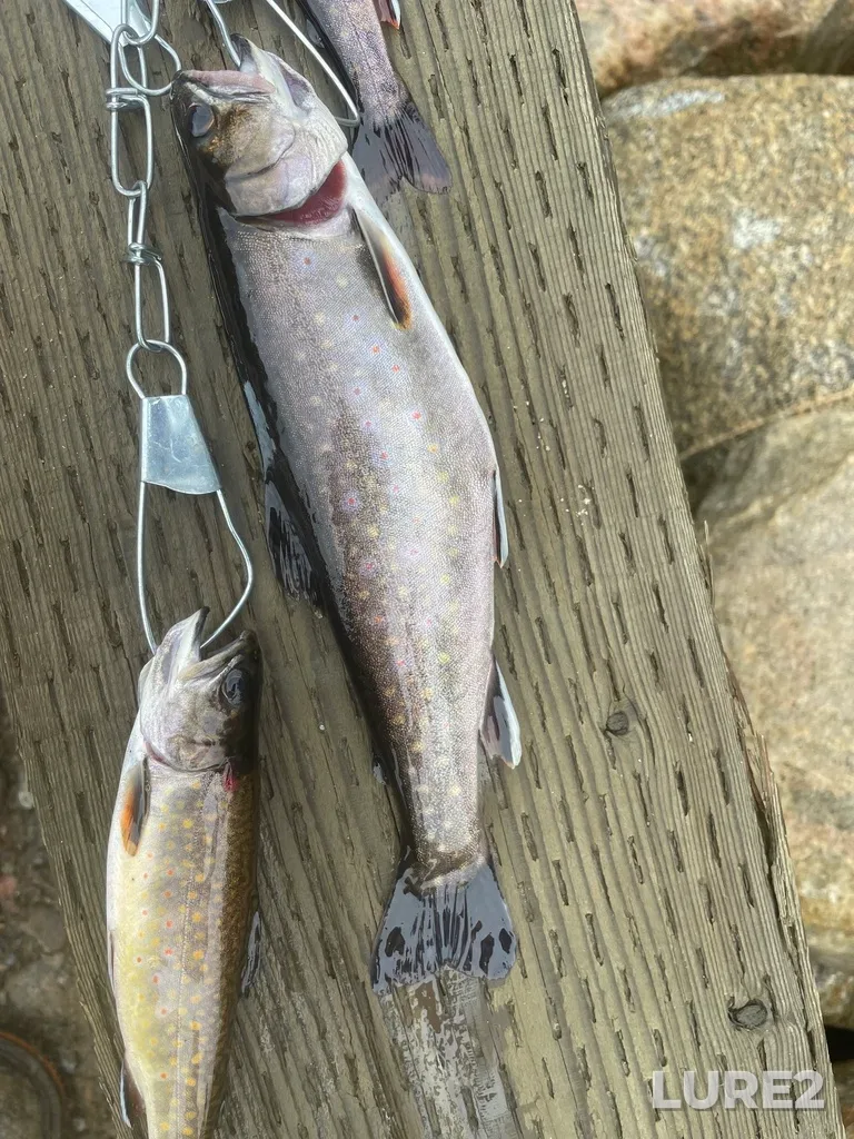Brook trout — Rivière Batiscan, Jun 29, 2025, 1:00 PM