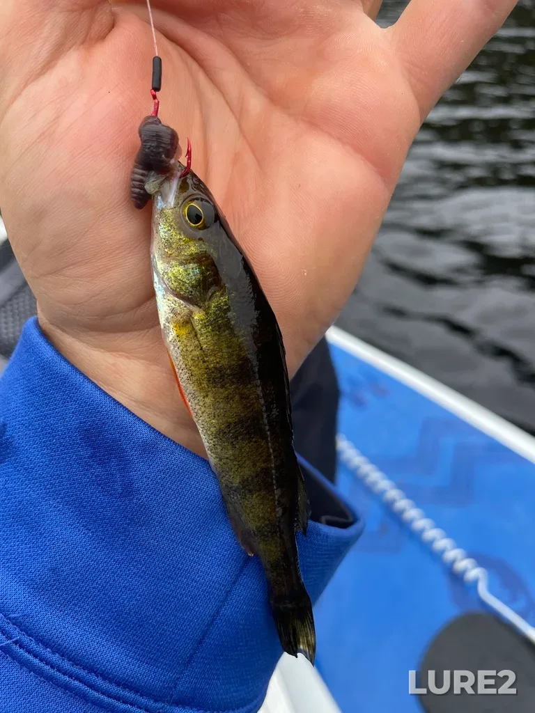 Yellow perch — Lac Mackay-Smith, Jun 28, 2025, 2:50 PM