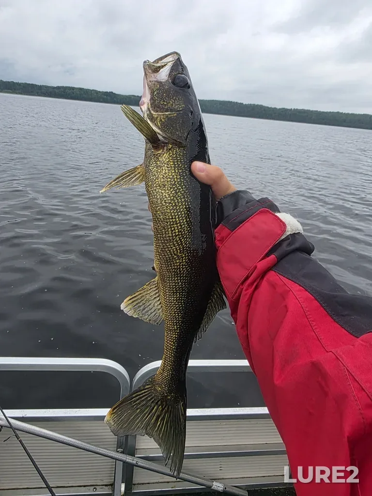 Walleye — Missinabi River, Jun 30, 2025, 7:37 AM
