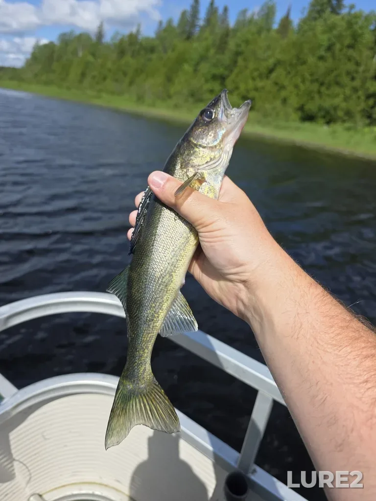 Walleye — Missinabi River, Jun 30, 2025, 11:15 AM