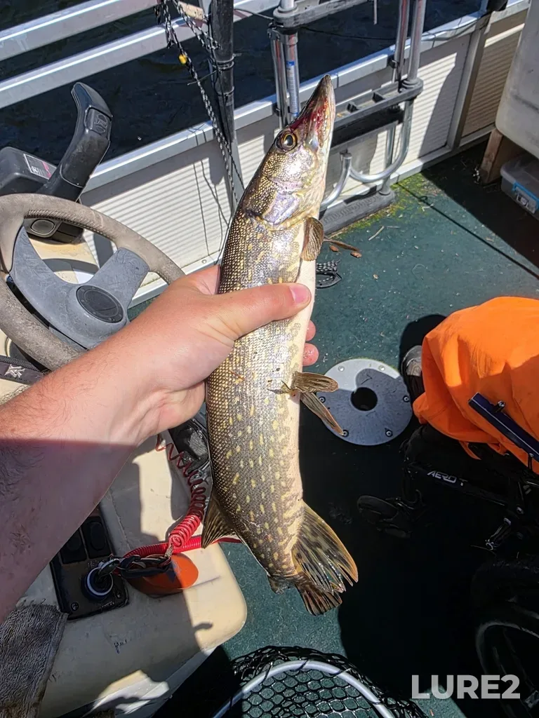 Pike — Missinabi River, Jun 30, 2025, 12:19 PM