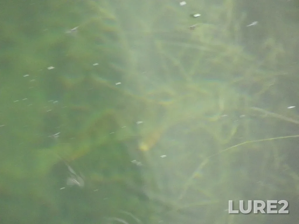 Yellow perch — Saint Lawrence River, Jun 29, 2025, 12:03 PM