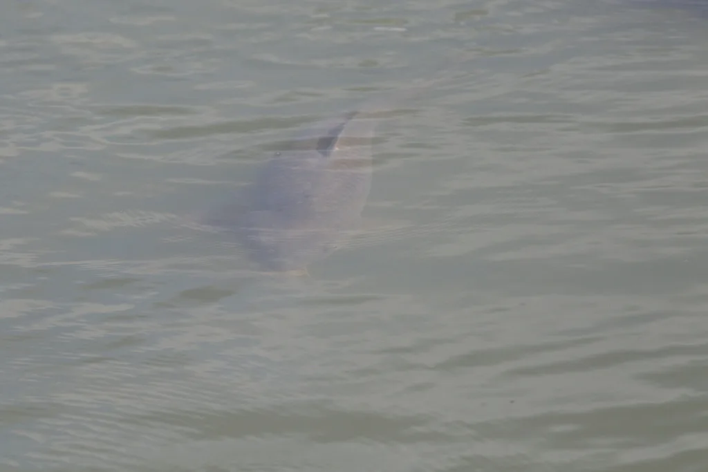 Carp — Redhill Creek, Jul 24, 2019