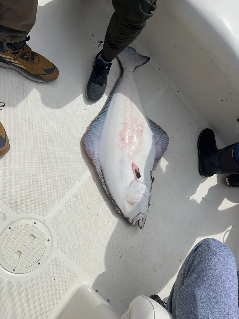 Atlantic halibut — Brabant Channel, Jul 3, 2025