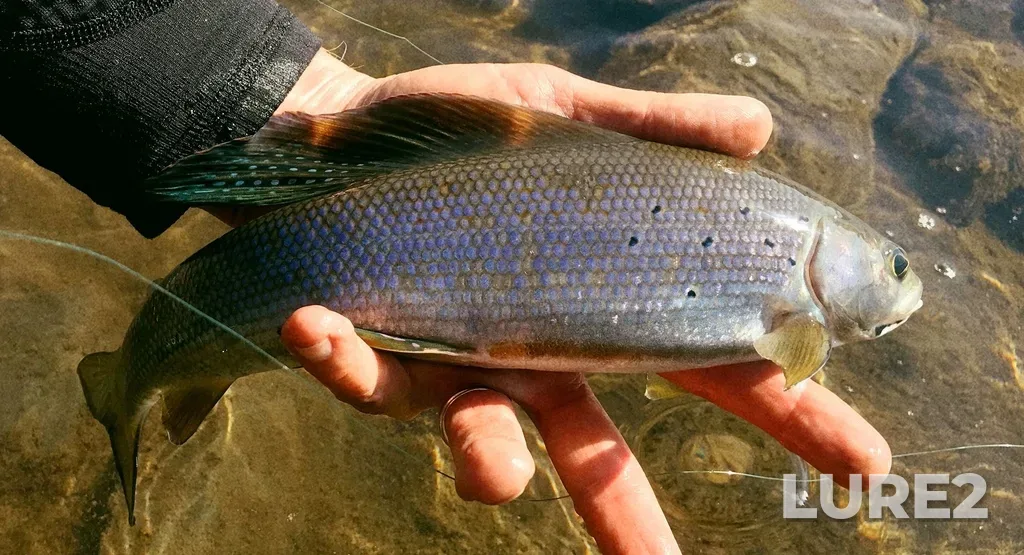 Grayling — Blackstone River, Aug 19, 2018, 12:30 PM
