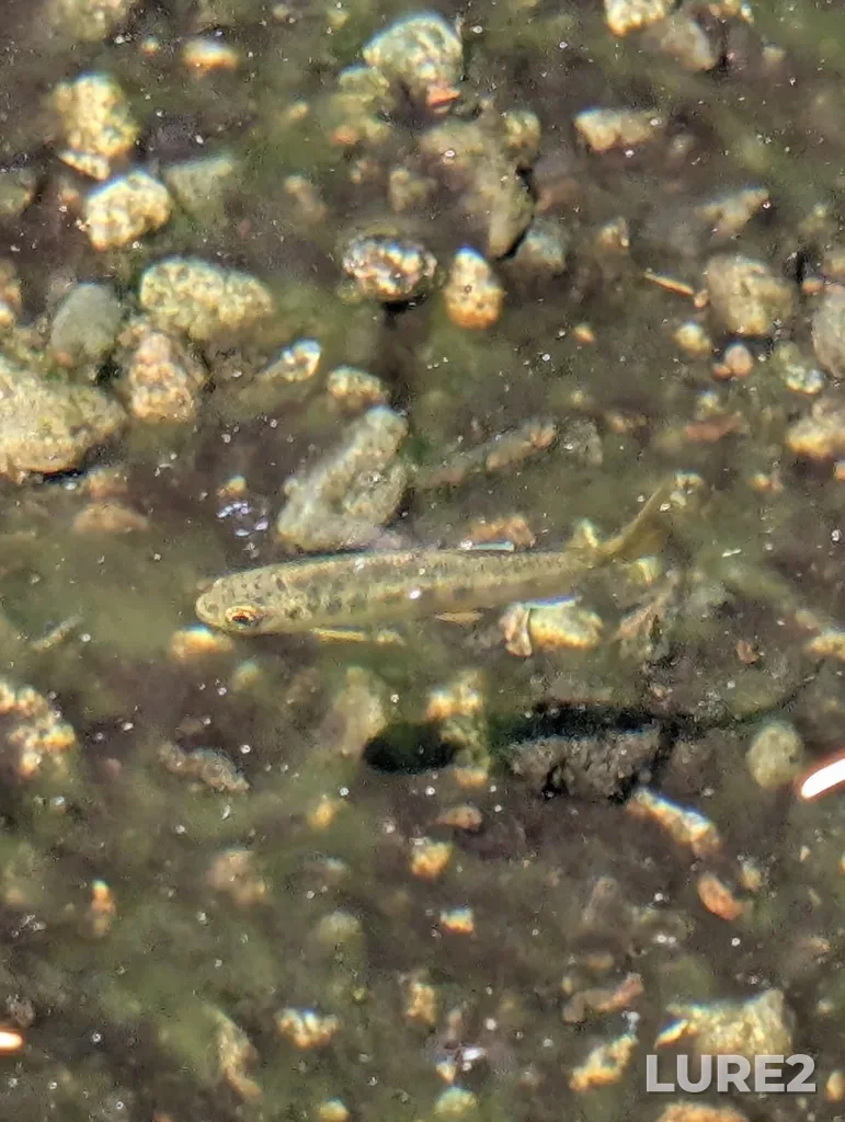 Coho salmon — Florencia Bay, Jul 05, 2025, 2:33 PM