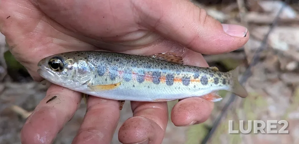 Rainbow trout — Shuswap Lake, Jul 04, 2025, 8:17 PM