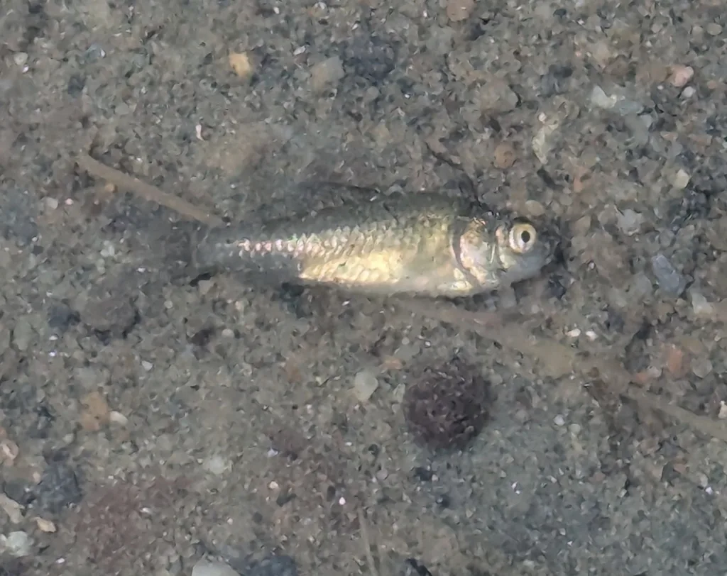 Crucian carp — White Lake, Jul 5, 2025
