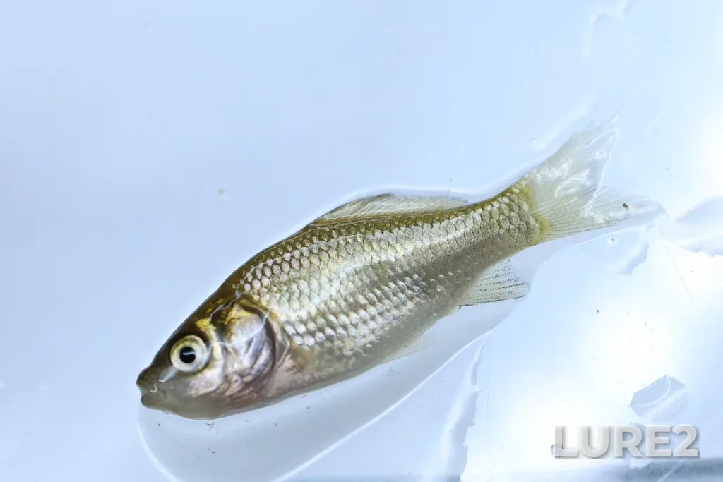 Crucian carp — Shemley, Jul 05, 2025, 11:28 PM