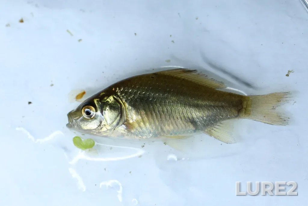 Crucian carp — Shemley, Jul 05, 2025, 11:42 PM