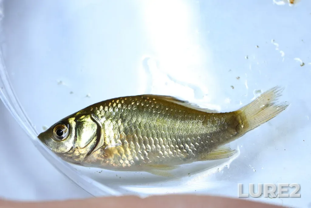 Crucian carp — Shemley, Jul 05, 2025, 11:43 PM
