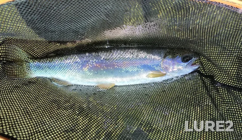 Rainbow trout — Similkameen River, Jul 26, 2019, 11:27 AM