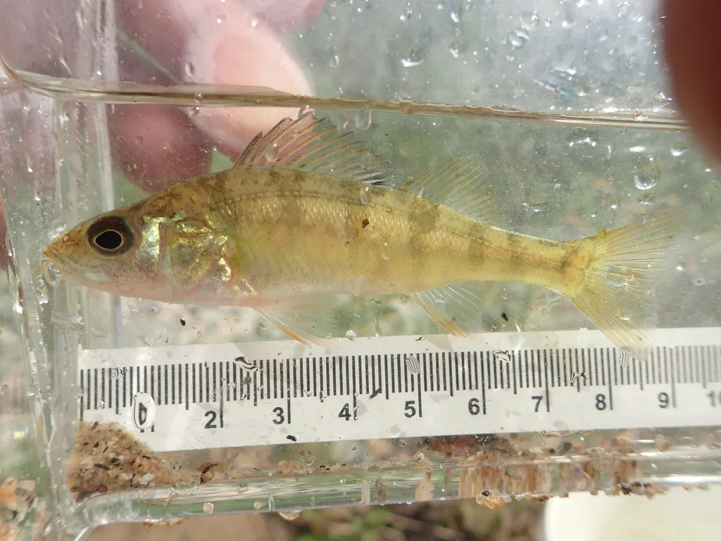 Yellow perch — Rainy Lake, Jul 26, 2019