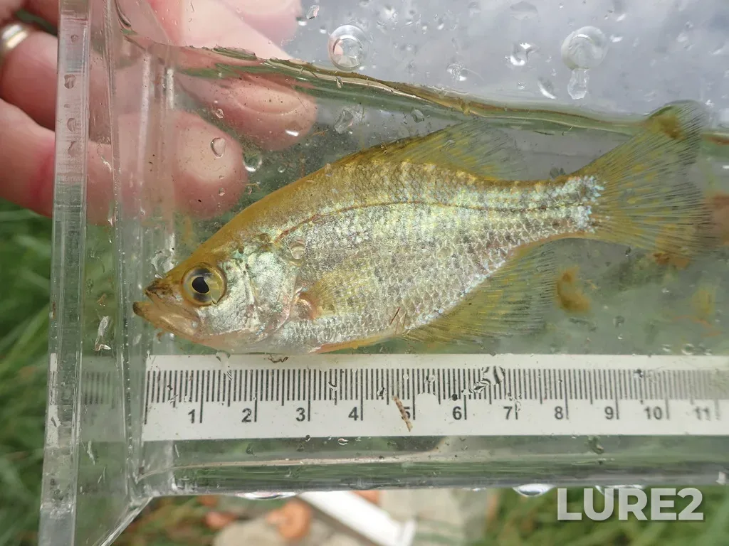 Black crappie — Rainy Lake, Jul 26, 2019, 2:36 PM