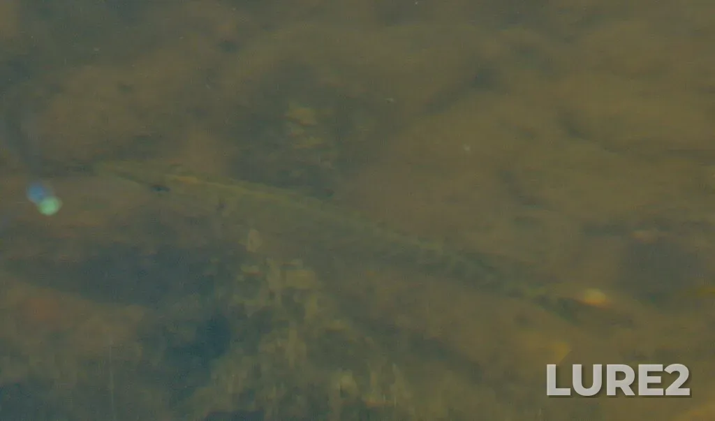 Pike — Sturgeon River, Jul 07, 2025, 3:28 PM