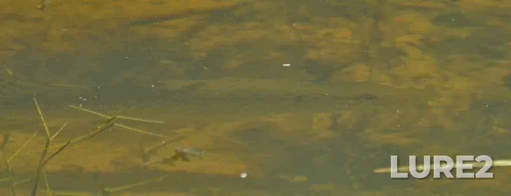 Pike — Sturgeon River, Jul 07, 2025, 1:38 PM