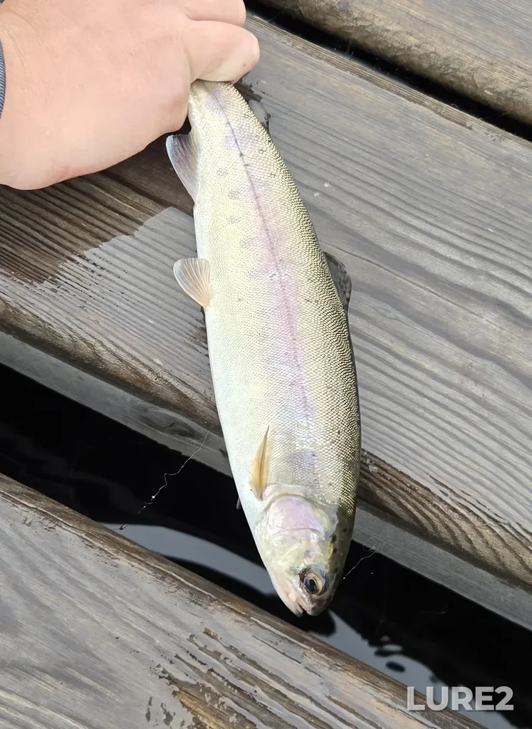 Rainbow trout — Walloper Lake, Jul 09, 2025, 9:02 AM