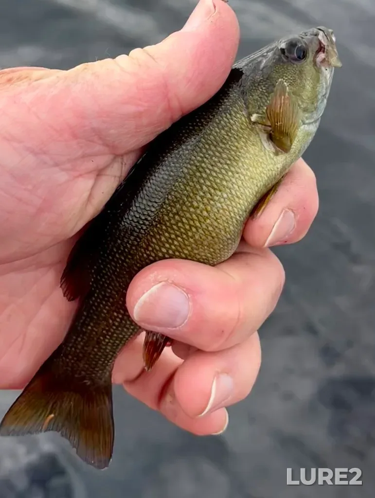 Smallmouth bass — Fancy Lake, Jul 9, 2025
